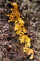 Dog whelk (Nucella lapillus) eggs in a rock crevice, exposed at low tide, North Berwick, East Lothian, UK, July