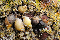 Dog whelks (Nucella lapillus) on rocks encrusted with Common barnacles (Semibalanus balanoides) exposed at low tide, some with barnacles growing on their shells, North Berwick, East Lothian, UK, July