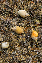 Four Dog whelks (Nucella lapillus), predators of barnacles, on rocks encrusted with Common barnacles (Semibalanus balanoides) exposed at low tide, some with barnacles growing on their shells, North Be...