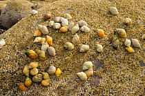 Dense cluster of Dog whelks (Nucella lapillus), predators of barnacles, on rocks encrusted with Common barnacles (Semibalanus balanoides) exposed at low tide, St. Bees, Cumbria, UK, July