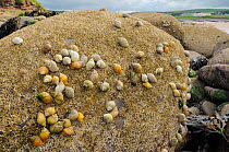 Dense cluster of Dog whelks (Nucella lapillus), predators of barnacles, on rocks encrusted with Common barnacles (Semibalanus balanoides) exposed at low tide, St. Bees, Cumbria, UK, July