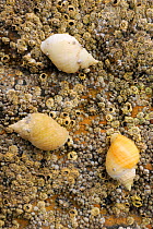 Three Dog whelks (Nucella lapillus), predators of barnacles, on rocks encrusted with Common barnacles (Semibalanus balanoides) exposed at low tide, North Berwick, East Lothian, UK, July