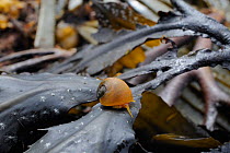 Flat periwinkle (Littorina littoralis) crawling over Toothed wrack (Fucus serratus) exposed at low tide, Crail, Scotland, UK, July