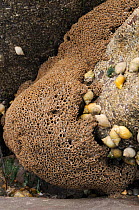 Honeycomb worm reef (Sabellaria alveolata) with Common barnacles (Semibalanus balanoides) and Dog whelks (Nucella lapillus), St.Bees, Cumbria, UK, July