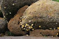 Honeycomb worm reef (Sabellaria alveolata) with Common barnacles (Semibalanus balanoides) and Dog whelks (Nucella lapillus), St.Bees, Cumbria, UK, July