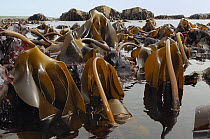 Dense bed of Tangleweed kelp (Laminaria digitata) exposed on a low spring tide with epiphytic red alga, Dulse (Palmaria palmata) growing on its stems, Crail, Fife, UK, July