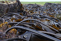 Dense bed of Tangleweed kelp (Laminaria digitata) exposed on a low spring tide with flexible stems attached to rocks by large spreading holdfasts, Crail, Fife, UK, July
