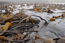Dense bed of Tangleweed kelp (Laminaria digitata) exposed on a low spring tide, North Berwick, East Lothian, UK, July