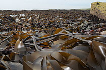Dense bed of Tangleweed kelp (Laminaria digitata) exposed on a low spring tide, North Berwick, East Lothian, UK, July