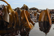 Low angle view of Tangleweed kelp (Laminaria digitata) fronds and stems exposed on a low spring tide, Crail, Fife, UK, July