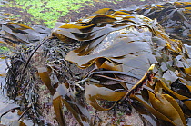 Tangleweed kelp (Laminaria digitata) fronds attached to rocks by flexible stems exposed on a low spring tide alongside Toothed wrack (Fucus serratus), North Berwick, East Lothian, UK, July