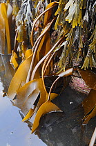 Tangleweed kelp (Laminaria digitata) and Toothed wrack (Fucus serratus) hanging down from rocks exposed on a low spring tide, North Berwick, East Lothian, UK, July.