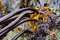 Holdfast of Tangleweed kelp (Laminaria digitata) fronds attached to rocks exposed on a low spring tide alongside Toothed wrack (Fucus serratus), North Berwick, East Lothian, UK, July.