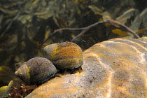 Two Common periwinkles (Littorina littorea) crawling over a boulder in a rockpool, Crail, Fife, Lothian, UK, July