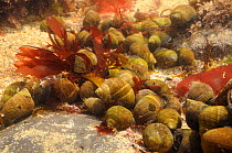 Dense aggregation of Common periwinkles (Littorina littorea) in a rockpool alongside a variety of red algae, Crail, Fife, UK, July