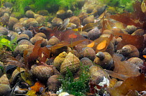 Dense aggregation of adult and young Common periwinkles (Littorina littorea) in a rockpool, North Berwick, East Lothian, UK, July.