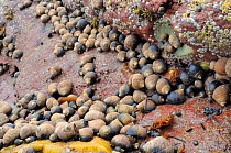 Dense gathering of adult and young Common periwinkles (Littorina liitorea) on red sandstone rocks exposed at low tide, North Berwick, East Lothian, July.