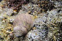 Adult Common periwinkle (Littorina liitorea) with well worn shell on rocks encrusted with Common barnacles (Semibalanus balanoides) exposed at low tide, Crail, Fife, July