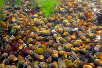 Dense aggregation of Common periwinkles (Littorina littorea) in a rockpool, North Berwick, East Lothian, UK, July