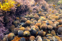 Dense gathering of Common periwinkles (Littorina liitorea) of all ages in a rockpool lined with Coralweed (Corallina officinalis) and Irish moss (Chondrus crispus), North Berwick, East Lothian, July