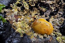 Sea lemon (Archidoris pseudoargus) sea slug among Common Barnacles (Semibalanus balanoides) attached to rock exposed on a low spring tide, Crail, Scotland, UK, July
