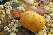 Sea lemon (Archidoris pseudoargus) sea slug among Common Barnacles (Semibalanus balanoides) attached to rock exposed on a low spring tide, Crail, Scotland, UK, July.