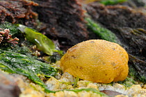 Sea lemon (Archidoris pseudoargus) sea slug among Common Barnacles (Semibalanus balanoides) attached to rock exposed on a low spring tide, Crail, Scotland, UK, July
