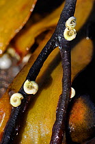 Spiral tubeworm (Spirorbis spirorbis) calcareous tubes attached to stems of Toothed wrack (Fucus serratus) exposed at low tide, Crail, Scotland, UK, July