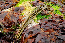 Sea Thong (Himanthalia elongata) exposed at low tide amongst Dulse (Palmaria palmata), North Berwick, East Lothian, UK, July