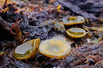 Young Sea thong (Himanthalia elongata) 'buttons' on intertidal rocks exposed at low tide, Crail, Fife, UK, July