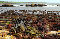 Sea thong (Himanthalia elongata) mature plants and young 'buttons' exposed at low tide alongside a variety of red algae, with kelp beds in the background, Crail, Fife, UK, July