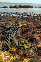 Sea thong (Himanthalia elongata) mature plants and young 'buttons' exposed at low tide alongside a variety of red algae, with kelp beds in the background, Crail, Fife, UK, July