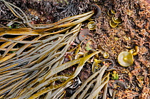 Sea thong (Himanthalia elongata) mature plants and juvenile 'buttons' exposed at low tide, Crail, Fife, UK, July