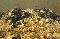 Common barnacles (Balanus balanoides) attached to a rock filter feeding hard, Crail, Fife, UK, July