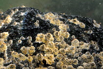 Common barnacles (Balanus balanoides) attached to a rock filter feeding hard, Crail, Fife, UK, July