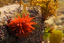 Beadlet anemone (Actinia equina) attached to a boulder in a large rockpool, Crail, Scotland, UK, July