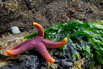 Bloody Henry starfish (Henricia oculata) exposed on a low spring tide on rocks next to a clump of Sea lettuce (Ulva lactuca) Crail, Scotland, UK, July
