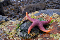 Bloody Henry starfish (Henricia oculata) exposed on a low spring tide on rocks, Crail, Scotland, UK, July
