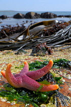 Bloody Henry starfish (Henricia oculata) exposed on a low spring tide with kelp beds in the background and Common limpets (Patella vulgata) and Common Barnacles (Semibalanus balanoides) around it, Cra...