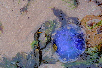 Bluefire / Blue jellyfish (Cyanea lamarckii) stranded on a sandy shore among seaweed, North Berwick, East Lothian, UK, July