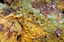 Green and orange forms of Breadcrumb sponge (Halichodria panicea) growing on rocks exposed on a low spring tide, North Berwick, East Lothian, UK, July.