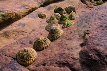 Common limpets (Patella vulgata) clustered in a gulley in red sandstone rock high on the shore at low tide, Crail, Scotland, UK, July.
