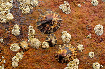 Common limpets (Patella vulgata) and Common Barnacles (Balanus balanoides) attached to sandstone rock exposed at low tide, Crail, Scotland, UK, July.