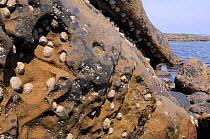 Common limpets (Patella vulgata) and Common barnacles (Balanus balanoides) nestling in depressions and under an overhang in sandstone rocks high on the shore at Crail, Scotland, UK, July.