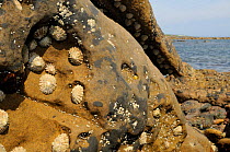 Common limpets (Patella vulgata), Common barnacles (Balanus balanoides) and a yellow Rough periwinkle (Littorina saxatilis) nestling in depressions and under an overhang in sandstone rocks high on the...