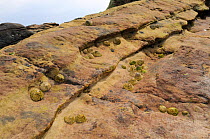 Common limpets (Patella vulgata) clustered in gulleys and depressions in red sandstone rock high on the shore at Crail, Scotland, UK, July