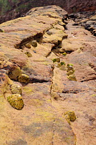 Common limpets (Patella vulgata) clustered in gulleys and depressions in red sandstone rock high on the shore at Crail, Scotland, UK, July.