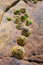 Common limpets (Patella vulgata) clustered in a gulley in red sandstone rock high on the shore at low tide, Crail, Scotland, UK, July.