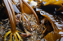 Edible crab (Cancer pagurus) well camouflaged among holdfasts of Tangle kelp (Laminaria digitata), exposed on a low spring tide, North Berwick, East Lothian, UK, July.