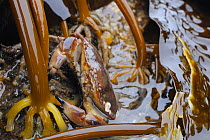 Edible crab (Cancer pagurus) well camouflaged among holdfasts of Tangleweed kelp (Laminaria digitata), partially exposed on a low spring tide, North Berwick, East Lothian, UK, July.
